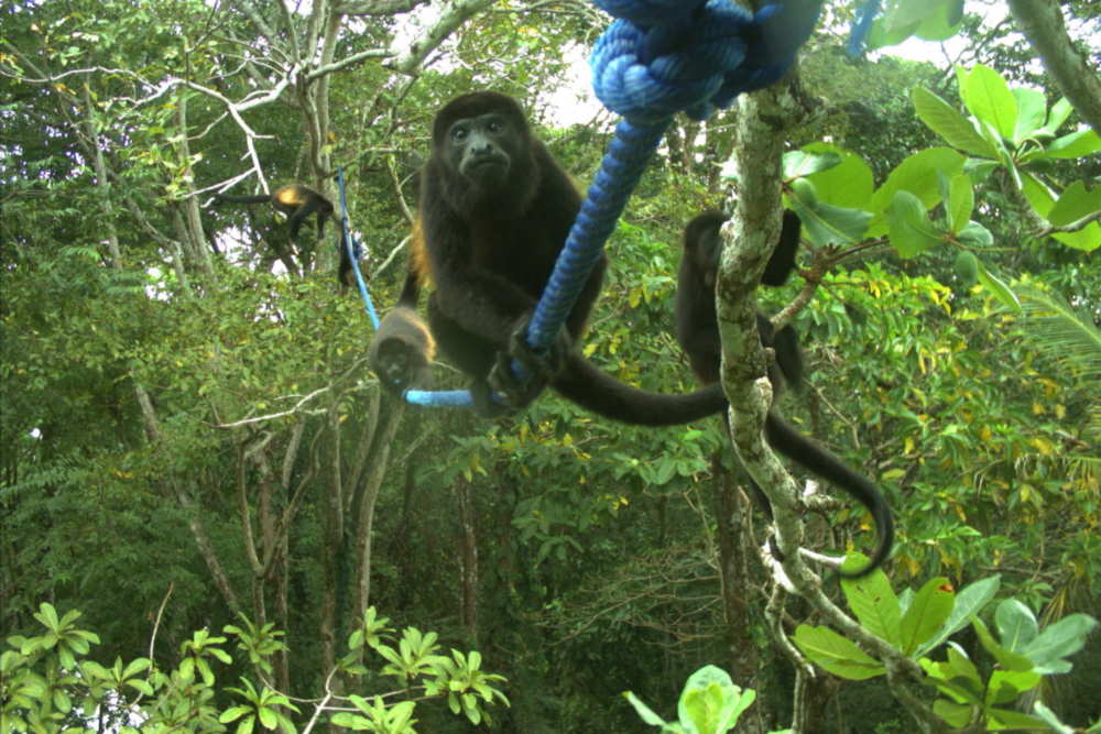 Los monos también utilizan los puentes instalados por la ONG como parte de la iniciativa Connecting Gardens. Foto: The Sloth Conservation Foundation.