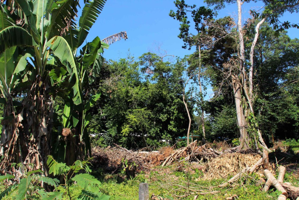 La degradación forestal, pérdida de pequeñas hectáreas de bosque, es uno de los factores que pone en peligro a la población de perezosos. Esta pequeña área de bosque ha sido talada recientemente al lado de la casa de la zoóloga Rebecca Cliffe. Foto: Monica Pelliccia.