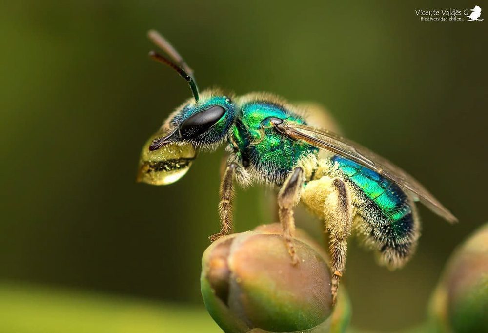 A la defensa de los insectos: 6 acciones ciudadanas para ayudar a los animales más biodiversos del planeta