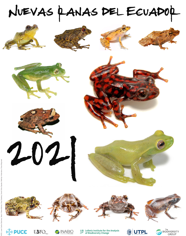 Algunas de las 11 nuevas especies de ranas descritas en Ecuador en el 2021.