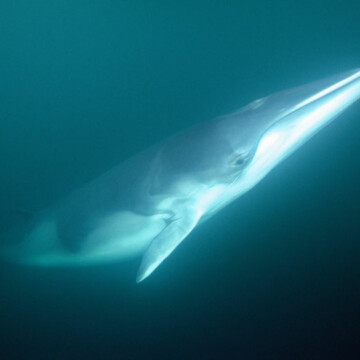 Día Mundial de las Ballenas:  Investigadores cuentan lo más asombroso que han aprendido de ellas
