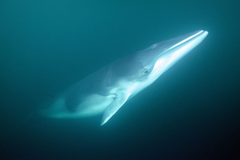 Día Mundial de las Ballenas:  Investigadores cuentan lo más asombroso que han aprendido de ellas