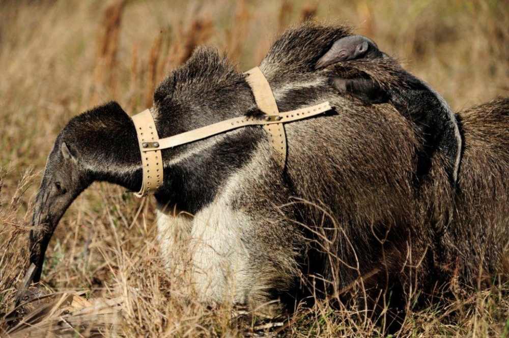 Esta especie suele llevar a su cría en el lomo. Tiene una cría al año. Foto: Fundación Rewilding