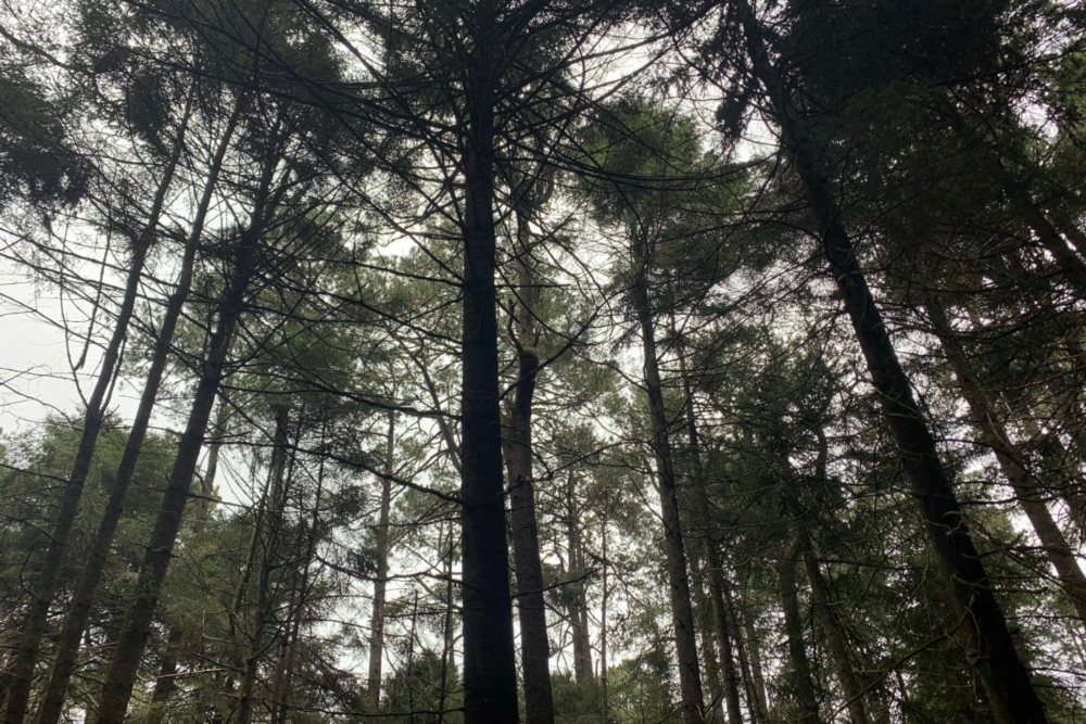 Bosque del ejido San Juan Totolapan, en el municipio de Tepetlaoxtoc de Hidalgo, en el Estado de México. Foto: Andrea Vega