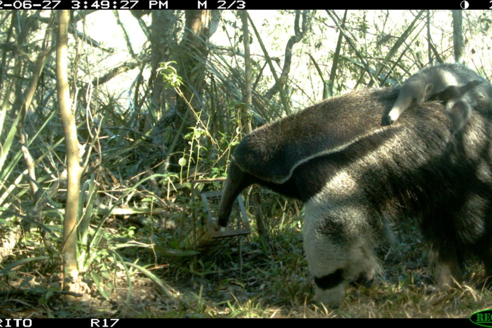 El monitoreo con cámaras trampa permite identificar si los ejemplares han sido madres. Foto: Fundación Rewilding.