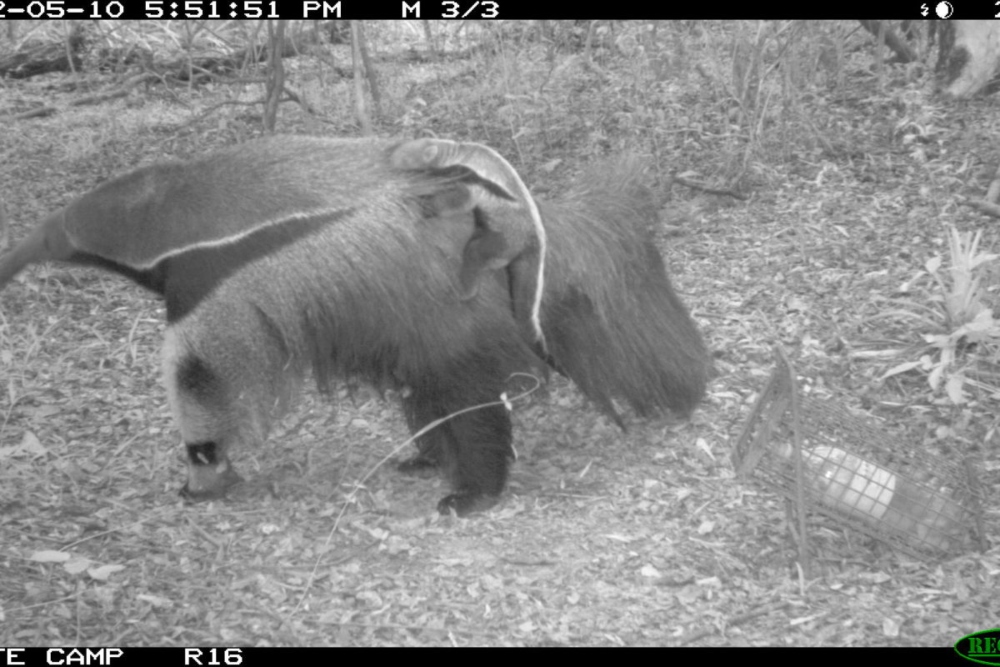 Después de dos años de ser liberados, se les quita el collar satelital y son monitoreados por cámaras trampa. Foto: Fundación Rewilding.