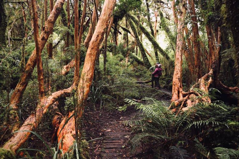 Del Bosque a la Costa Chilota: Qué hacer en un día de visita al Parque Tepuhueico