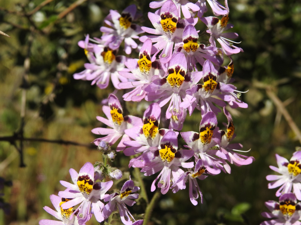 Flora nativa Schizanthus tricolor ©Driada