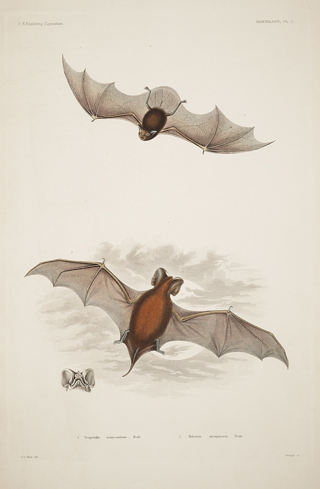 Ilustración de murciélago de cola libre de Peale -Mammalogy and Ornithology. Mammalogy. Plate 1 Wikimedia Commons
