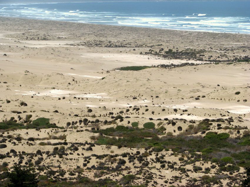 Las dunas, protectoras naturales de los ecosistemas costeros