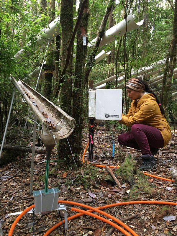 Investigación en bosque chilote. Foto cortesía del Instituto de Ecología y Biodiversidad.