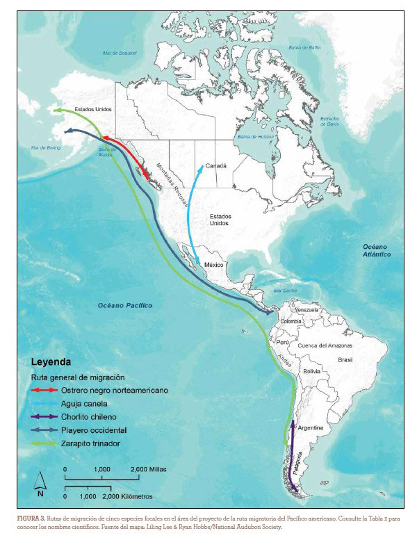 Ruta migratoria de algunas especies focales del Pacífico. Fuente: Estrategia de Conservación de las Aves Playeras de la Ruta del Pacífico de las Américas.