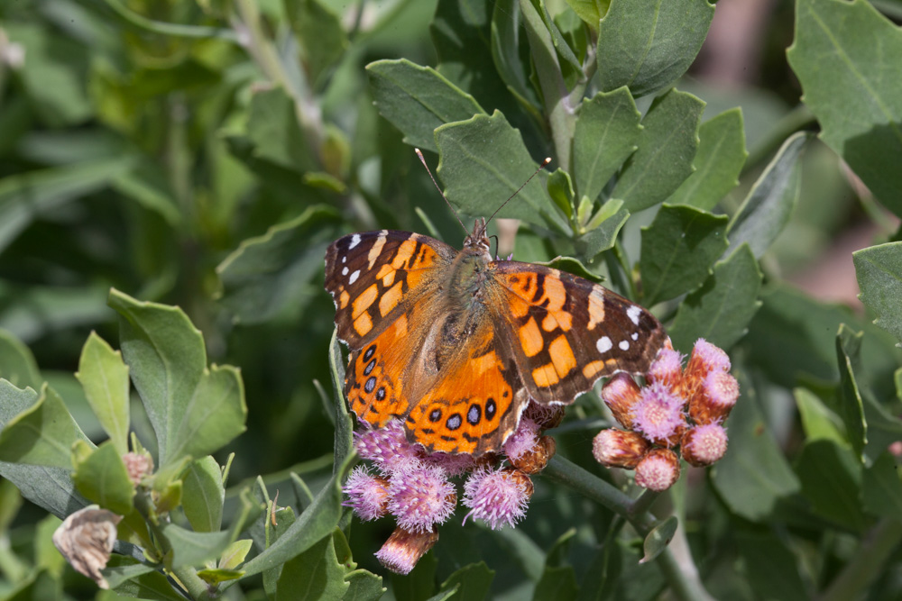 Mariposa colorada Vanessa carye ©Laboratorio de Entomología Ecológica, ULS – Proyecto Artrópodos del Humedal urbano de La Chimba