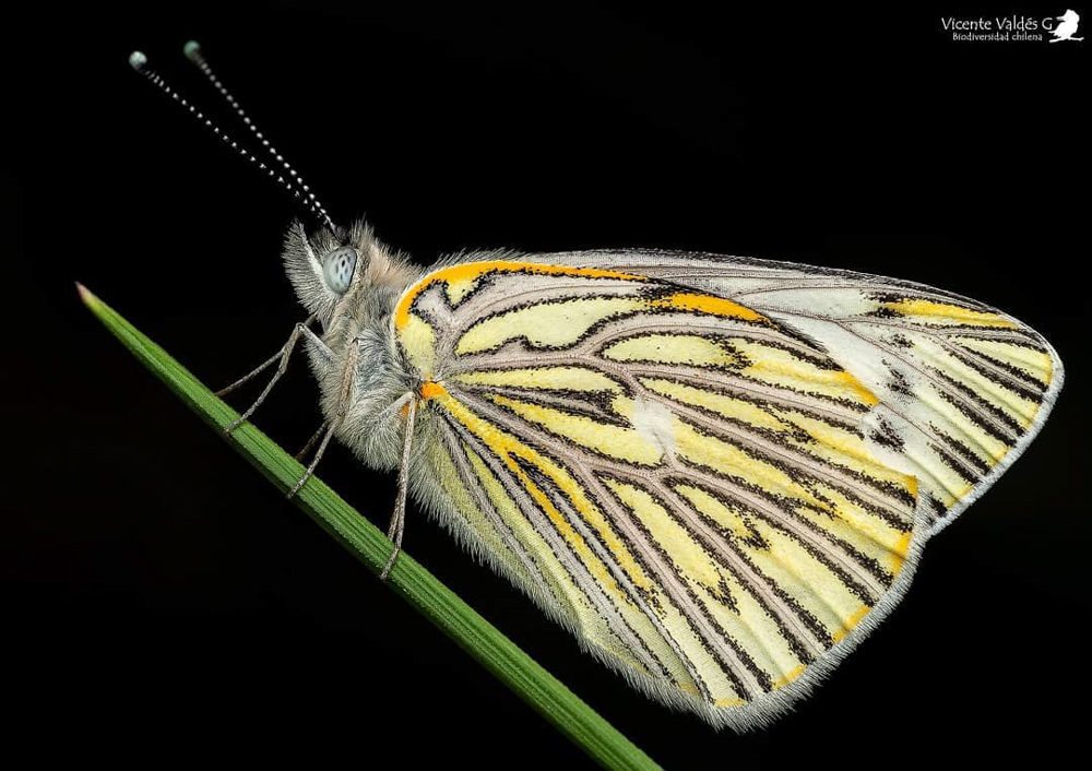 Mariposa Tatochila mercedis ©Vicente Valdés