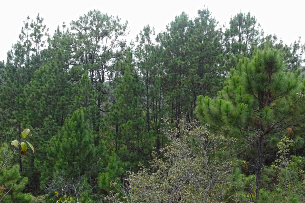 Una de las áreas forestales de La Fabriquita. Foto: Mongabay Latam.