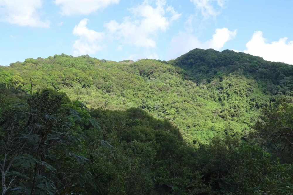 Zona forestal en la Costa Chica del estado de Guerrero. Foto: Mongabay Latam.