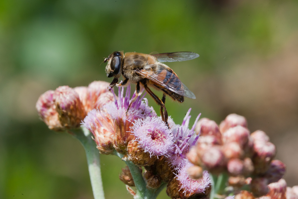 Mosca abeja Eristalis tenax ©Laboratorio de Entomología Ecológica, ULS – Proyecto Artrópodos del Humedal urbano de La Chimba