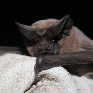 Reportan por primera vez en Chile a desconocida especie de murciélago: fue detectado por sus “llamadas” nocturnas