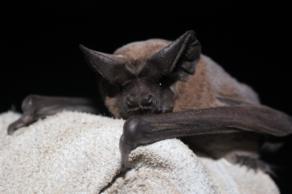 Reportan por primera vez en Chile a desconocida especie de murciélago: fue detectado por sus “llamadas” nocturnas