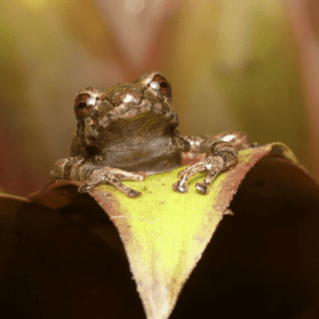Ecuador | Ranas diminutas: Describen dos nuevos anfibios para la ciencia