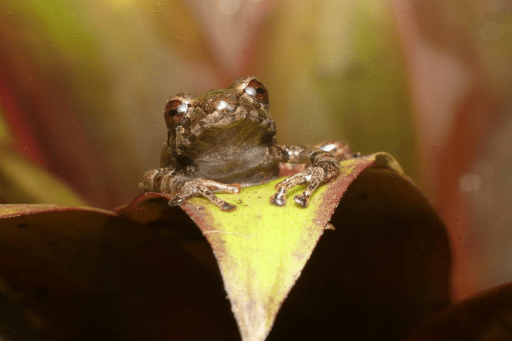 Ecuador | Ranas diminutas: Describen dos nuevos anfibios para la ciencia