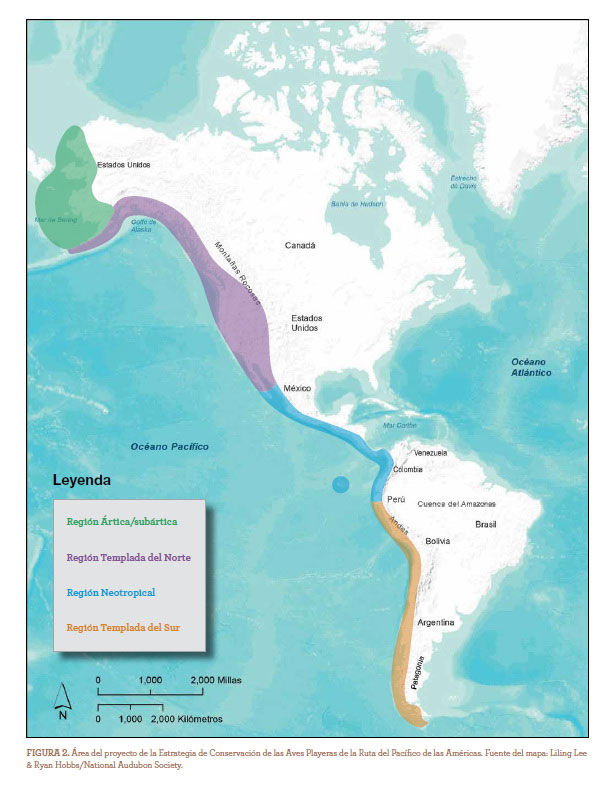 Ruta migratoria del Pacífico. Fuente: Estrategia de Conservación de las Aves Playeras de la Ruta del Pacífico de las Américas.
