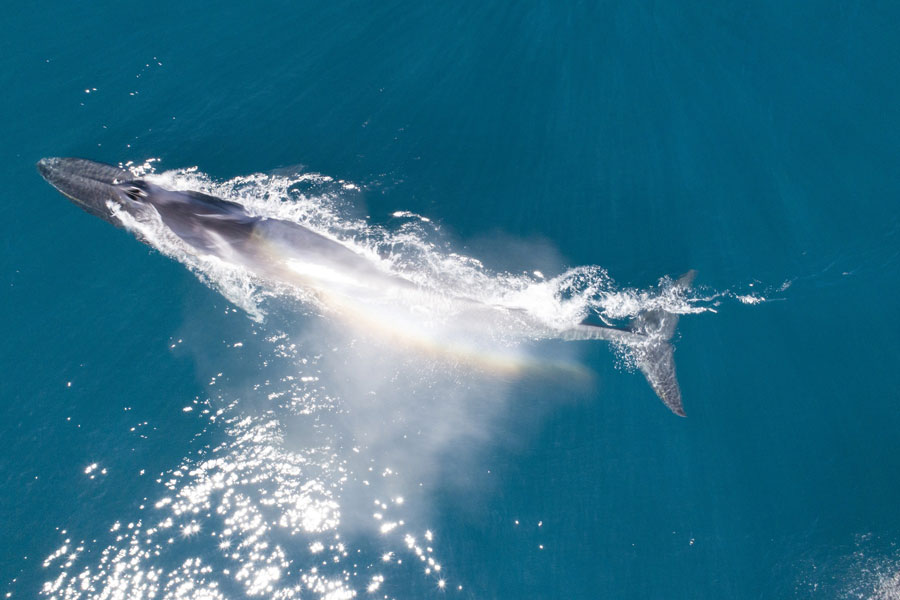 Una ballena fin en las cercanías de isla Chañaral. Crédito: ©César Villaroel