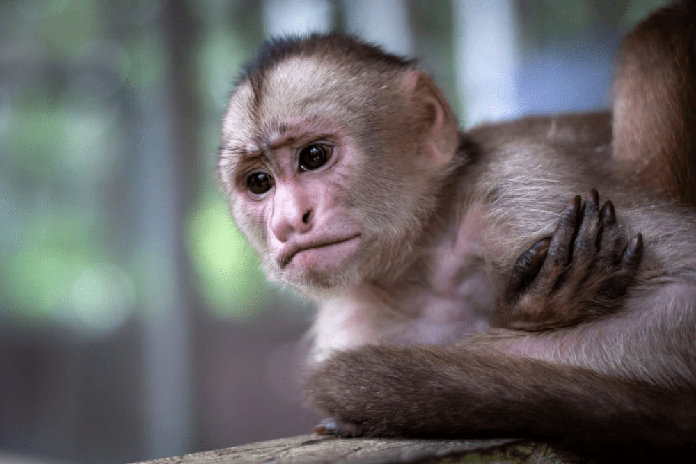 Volver al bosque: la lucha por rescatar a los primates del tráfico ilegal en Colombia
