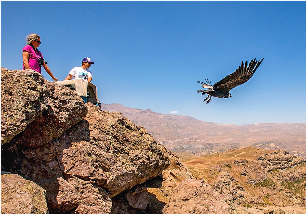 20 Liberación de un cóndor andino en Chile central ©Sergio Izquierdo