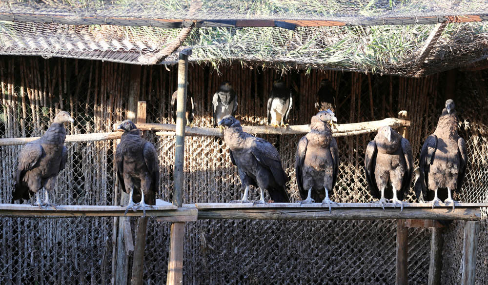 23 Cóndores en el Centro de Rehabilitación. Todos ellos actualmente vuelan libres © Eduardo Pavez