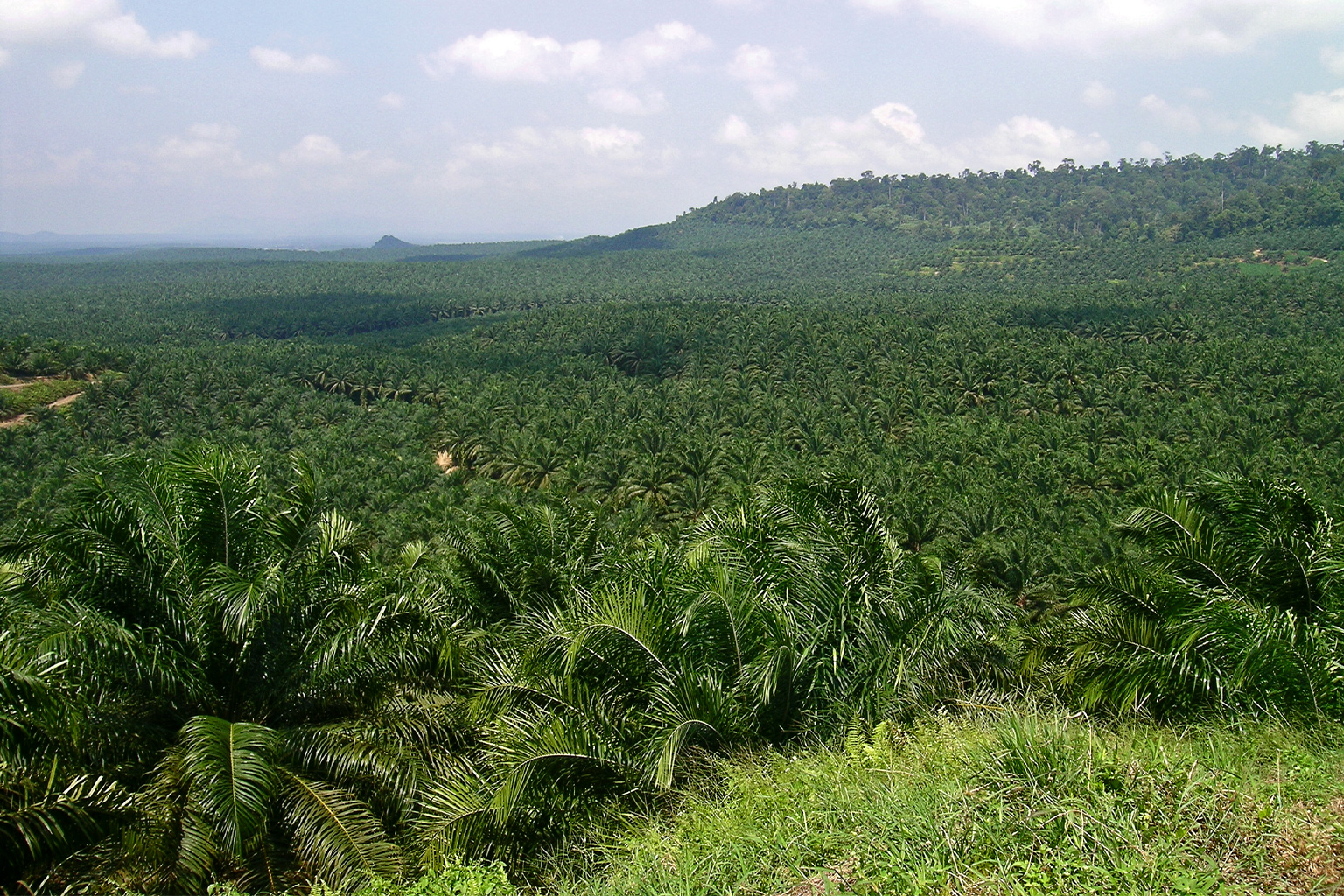 Plantación de palma aceitera en Sabah, Malasia (isla de Borneo). La conversión del hábitat para la producción de aceite de palma ha reducido y fragmentado el hábitat de los felinos pequeños en la isla. La investigación muestra que algunas especies, como el gato de Bengala (Prionailurus bengalensis), pueden adaptarse a este ambiente modificado. (Imagen cortesía de Lian Pin Koh a través de Flickr (CC BY 2.0).