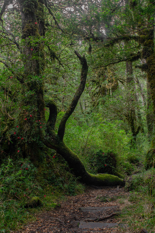 Bosque escondido en Hornopirén Créditos: ©Cristóbal Spratz Gutiérrez