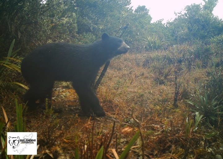 El Proyecto Oso Andino Guaramacal ha logrado capturar imágenes de al menos 29 osos en el Ramal de Calderas, estado Trujillo de Venezuela. Foto: Cortesía Proyecto Oso Andino Guaramacal.