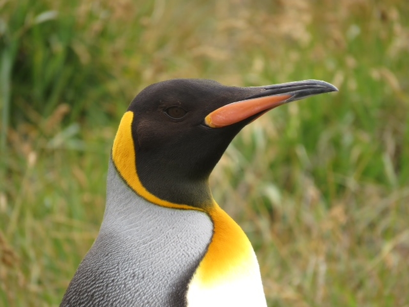 Pingüino Emperador ©Alvaro Jaramillo