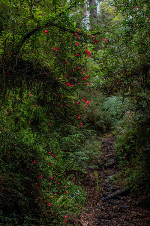 Bosque escondido en Hornopirén Créditos: ©Cristóbal Spratz Gutiérrez