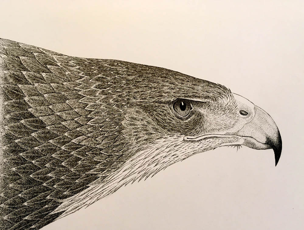 9 Dibujos de águilas que Eduardo hacía mientras estudiaba.