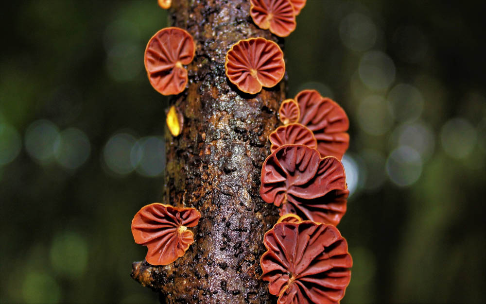 Anthracophyllum discolor – saprobionte (Viviana Salazar)