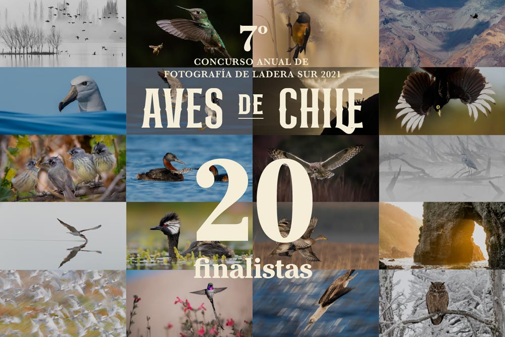 ¡Todos a votar! Las 20 mejores fotos del concurso “Aves de Chile” 2021