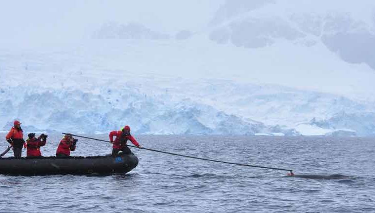 Investigadores colocan un rastreador satelital a una ballena. Foto: © Supplied by Tristian Ray-Wilks / OneOcean Expeditions