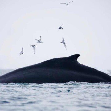 Viajes de alto riesgo: ballenas enfrentan cada vez más peligros en sus rutas migratorias