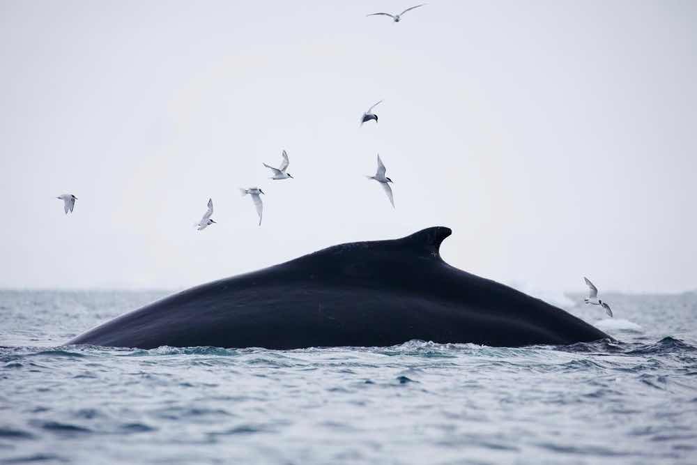 Viajes de alto riesgo: ballenas enfrentan cada vez más peligros en sus rutas migratorias