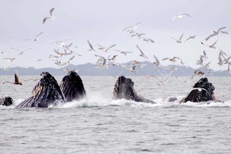 Ballenas jorobadas alimentándose en aguas costeras en Canadá. Foto: © WWF-Canada / Chad Graham