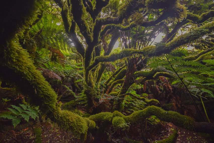 Bosque de altura en la Isla Alejandro Selkirk. Crédito: ©Héctor Gutiérrez Guzmán | Oikonos