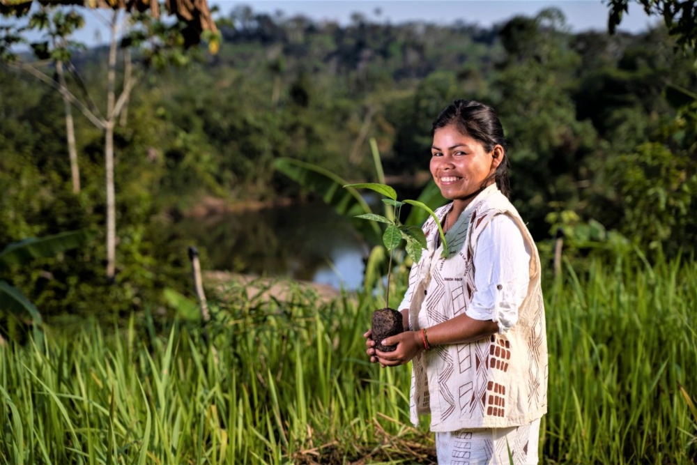 Se están generando alternativas productivas para las comunidades. Una de ellas es el cultivo de cacao. Foto: AIDER.