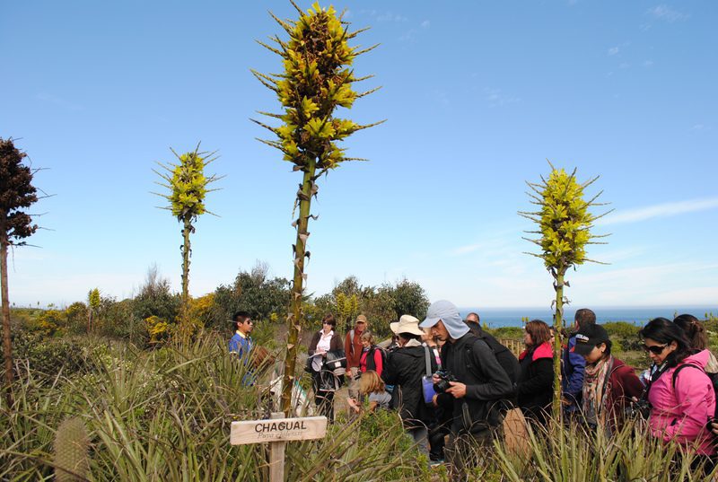 VII Congreso Nacional de Flora Nativa: “Paisajes en transformación frente al cambio global”