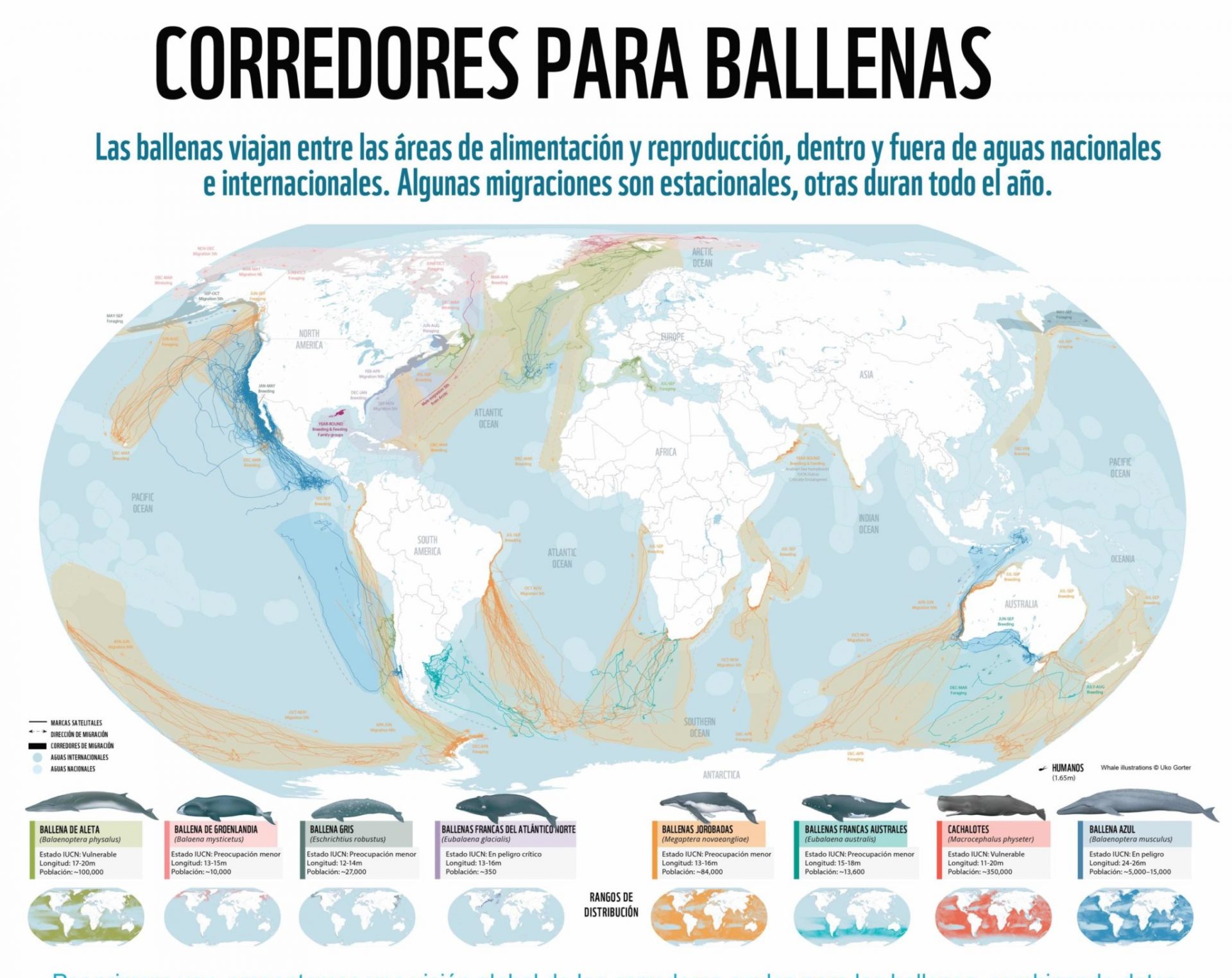 CORREDORES-BALLENAS-01-scaled-e1645674183644-2048×1627