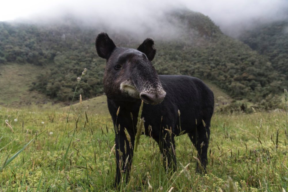 Colombia ya tiene un programa de conservación para la danta de montaña, especie en peligro de extinción