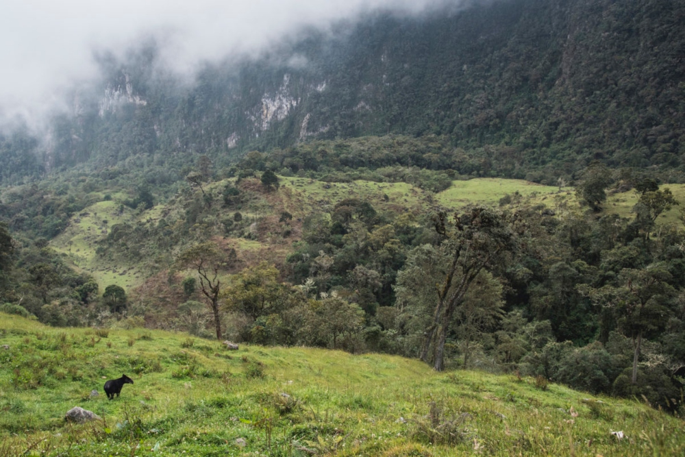 La danta o tapir de montaña es considerada la ‘jardinera de los bosques’. Foto: © Daniel Restrepo Marín