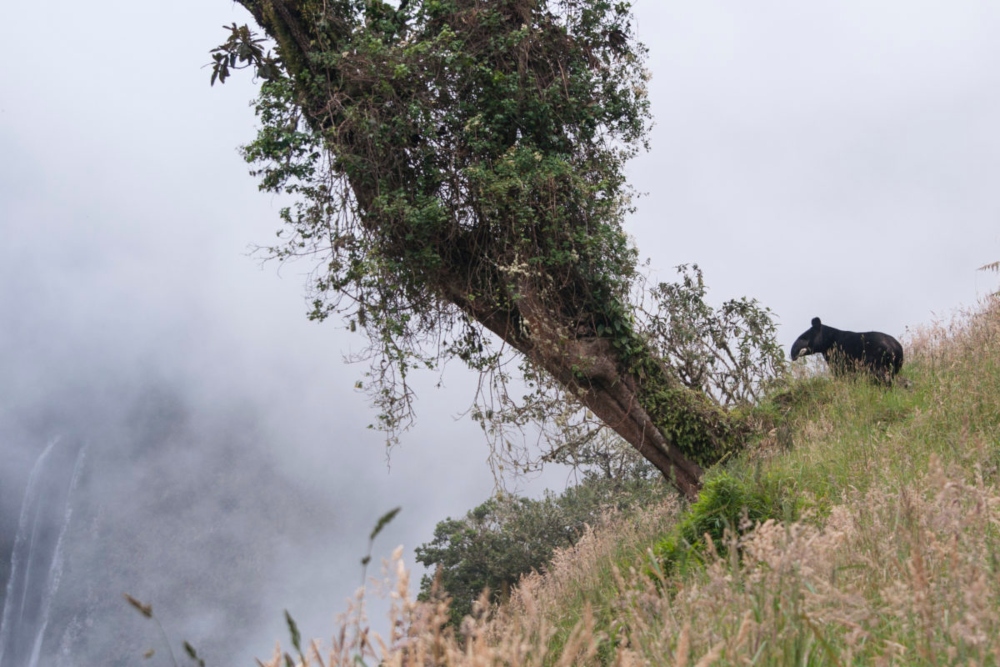 La danta o tapir de montaña es una especie paisaje y sombrilla. Foto: Daniel Restrepo Marín ©