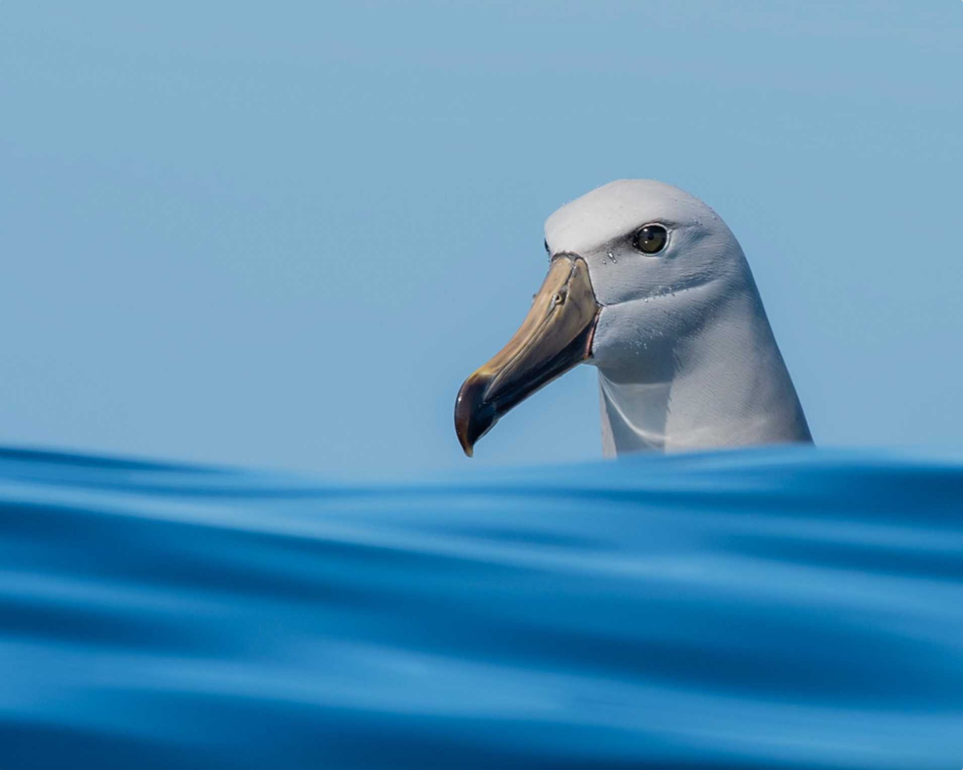 El asomo del Albatros – Rubén Barraza